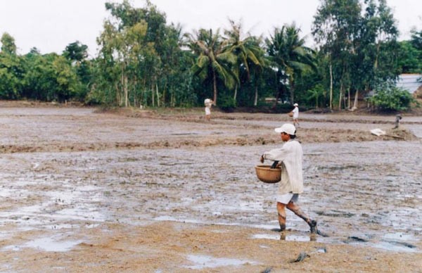 A peasant sowing his rice field (Photo: SGGP)